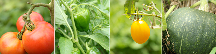 オーガニックファーム